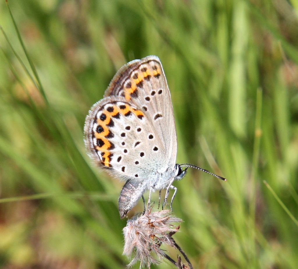 Plebejus... argus